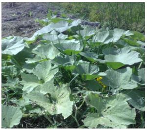 Plantas de Loche sembrados en los cercos de cultivo de arroz.