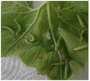 Larvas de Diaphania sp del tercer estado, seleccionadas para el