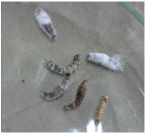Larvas muertas mantenidas 2 das en cmara hmeda, se observa presencia de micelio