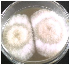 Colonias de hongos aislados en medio PDA, 8 das de incubacin a 25c.