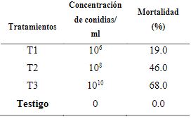 Porcentaje promedio de mortalidad en larvas de D. hyalinata, al 7mo da despus de ser inoculadas con B. bassiana