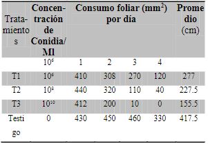 Promedio del consumo foliar durante 4 das de larvas de D. hyalinatainoculadas con 3 concentraciones diferentes de B. bassiana