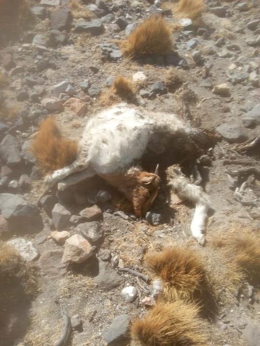 Chivos atacados por puma en zona de Rio Grande/ abril 2020