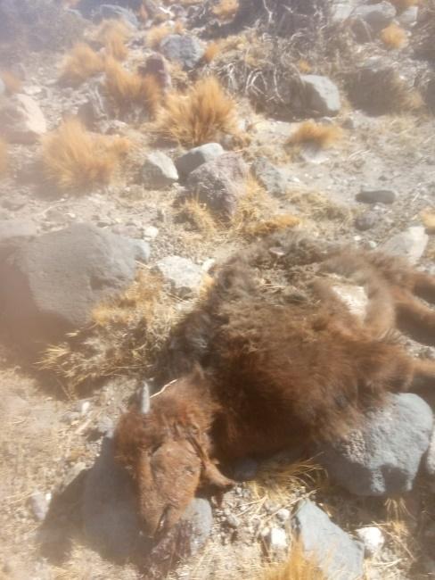 Chivos atacados por puma en zona de Rio Grande/ abril 2020