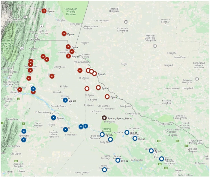 Distribución de variedades en torno a las principales localidades: pilcomayeño (rojo), bermejeño (azul), pilcomayeño y bermejeño (marrón) 