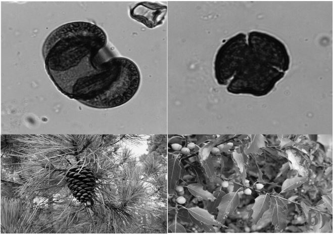 Tipos
polínicos de especies arbóreas que representan a vegetación primaria identificadas
en la excavación del sistema de terrazas del sitio La Malinche, datados del
Clásico 200-900 d. C.: a) pino (Pinus spp.) y b) encino (Quercus spp.)