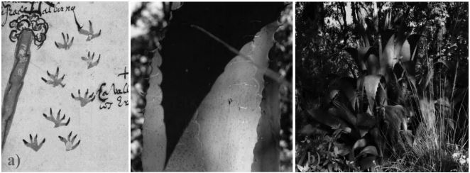 Agave
salmiana (magueyes) representados en el siglo XVI (a) y presentes actualmente
en Santa Ana Ixtlahuatzingo (b).
