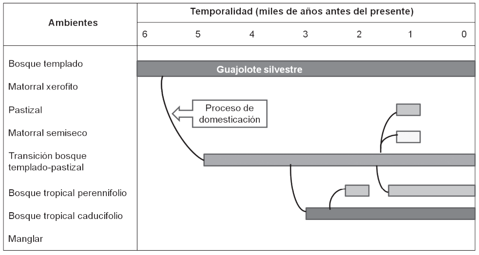 Proceso de dispersin del guajolote domstico en los diferentes tipos de biomas de Mesoamrica. El primer paso se llev a cabo cuando algunas poblaciones de guajolotes silvestres se fueron adaptando a la vida en espacios de transicin entre bosque templado y pastizal. Posteriormente, con el apoyo humano, se fueron introduciendo en otros ambientes.