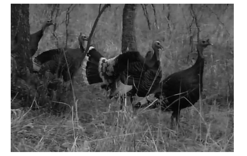 Parvada de guajolotes silvestres. [Muoz s/a] y distribucin original dela especie