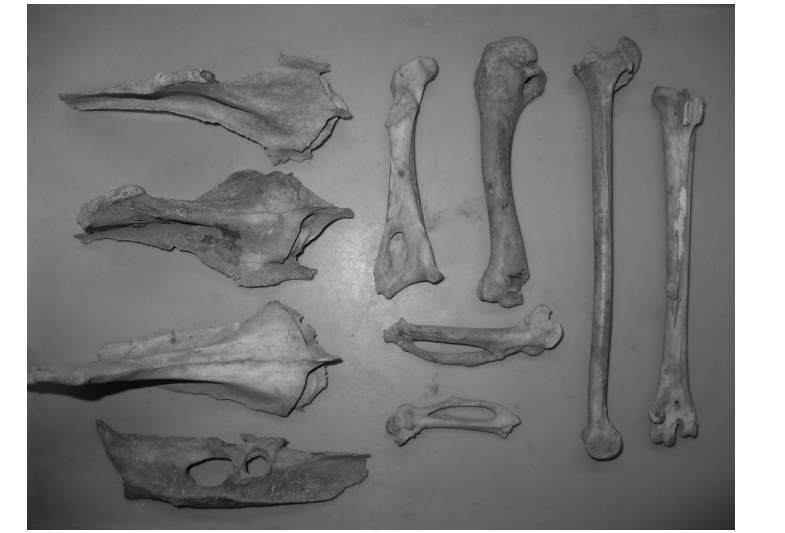 Restos de tres guajolotes adultos del sitio de Huixtoco [Valadez et al. 2004], del Formativo medio en el sureste de la Cuenca de Mxico. Su morfologa sea es la propia de ejemplares de “traspatio” actuales. La datacin por 14C dio la fecha de 2 360-2 320 antes del presente, la fecha ms temprana obtenida para guajolotes
