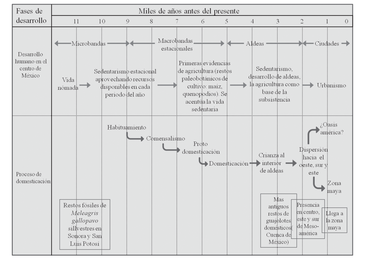 Proceso de domesticacin del guajolote a partir de la evolucin de las comunidades humanas en el centro de Mxico
