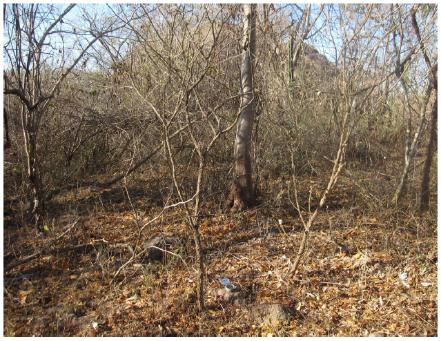 Piedras alineadas al oeste de la zona plana en el sitio Palos Prietos