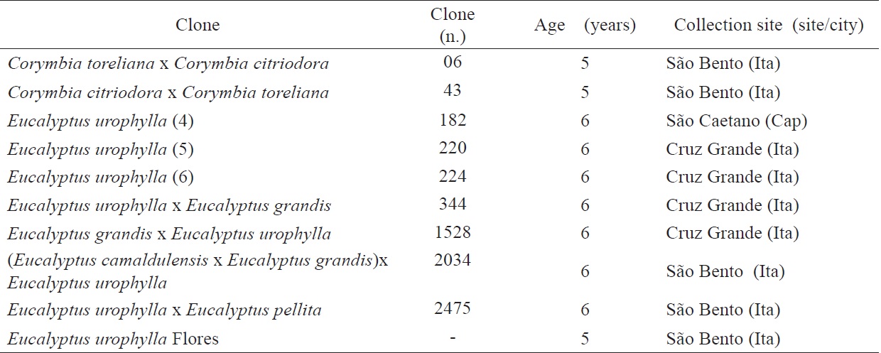 Clones of Eucalyptus and Corymbia: origin, identification, age and collection site.