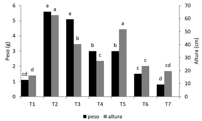 Crescimento em altura (cm) e massa seca foliar (g) de Moringa oleifera, aos 105 dias de plantio a pleno sol, Campo Grande, Mato Grosso do Sul. Letras iguais no mesmo tipo de coluna n&atilde;o diferem estatisticamente (5% de probabilidade) pelo teste de Tukey.