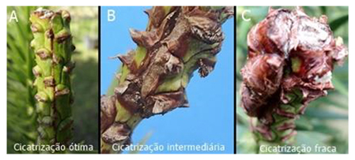 Classifica&ccedil;&atilde;o da cicatriza&ccedil;&atilde;o dos enxertos: A) cicatriza&ccedil;&atilde;o &oacute;tima (perfeita uni&atilde;o enxerto e porta-enxerto); B) cicatriza&ccedil;&atilde;o intermedi&aacute;ria (uni&atilde;o entre enxerto e porta-enxerto com presen&ccedil;a de tecidos ressecados); C) cicatriza&ccedil;&atilde;o fraca (bordas do enxerto desalinhadas com o porta-enxerto e ressecadas.