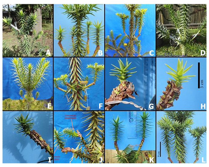 Enxertos de borbulhas de tronco em ramos plagiotr&oacute;picos de Araucaria angustifolia: A) ramo do primeiro verticilo superior rec&eacute;m-enxertado; B) brota&ccedil;&atilde;o com crescimento ortotr&oacute;pico; C) brota&ccedil;&atilde;o com crescimento vertical apresentando ramifica&ccedil;&atilde;o em verticilos; D) ramo do segundo verticilo superior rec&eacute;m-enxertado; E) crescimento de enxertos em ramos do segundo verticilo; F) crescimento de enxertos em ramos do terceiro verticilo apresentando leve inclina&ccedil;&atilde;o; G) enxerto em ramo do terceiro verticilo com sinais de inibi&ccedil;&atilde;o de crescimento; H e I) brota&ccedil;&otilde;es com geotropismo negativo em enxertos posicionados na parte inferior dos ramos; J) crescimento ortotr&oacute;pico da brota&ccedil;&atilde;o de enxerto com prop&aacute;gulo de tronco e crescimento plagiotr&oacute;pico da brota&ccedil;&atilde;o do ramo podado; K e L) brota&ccedil;&otilde;es de enxertos com prop&aacute;gulos de tronco sobre ramos plagiotr&oacute;picos de arauc&aacute;ria aptas para fornecimento de borbulhas vi&aacute;veis.