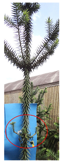 Comportamento de crescimento de enxertos de Araucaria angustifolia realizados nos ramos do terceiro verticilo, 180 dias ap&oacute;s a enxertia
