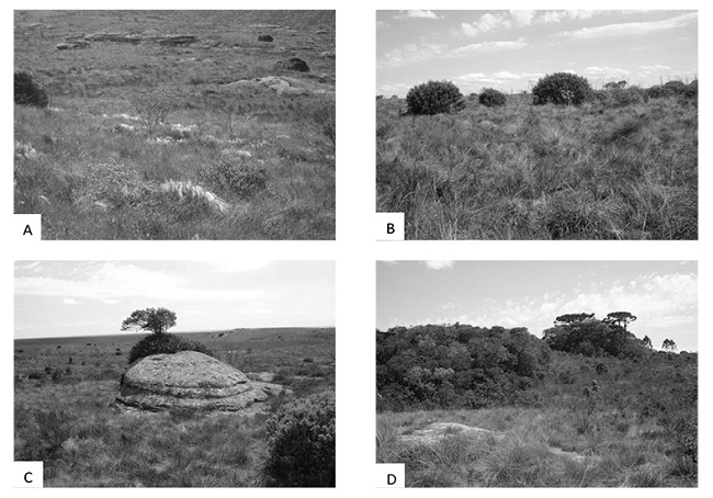 Caracter&iacute;sticas ambientais (Estepe Gram&iacute;neo-Lenhosa) da Reserva Particular do Patrim&ocirc;nio Natural Caminho das Tropas, munic&iacute;pio de Palmeira, estado do Paran&aacute;. Vegeta&ccedil;&atilde;o herb&aacute;cea e arbustiva (A e B), afloramento rochoso (C) e cap&otilde;es de floresta com arauc&aacute;ria (D).