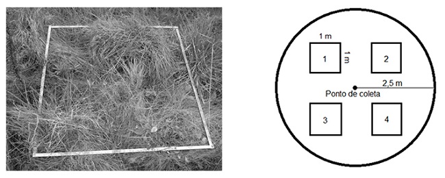 Delimita&ccedil;&atilde;o de &aacute;rea de coleta (1 m2) com moldura met&aacute;lica e disposi&ccedil;&atilde;o das cletas sazonais de material em vegeta&ccedil;&atilde;o de Estepe Gram&iacute;neo-Lenhosa na Reserva Particular do Patrim&ocirc;nio Natural Caminho das Tropas, munic&iacute;pio de Palmeira, esta do Paran&aacute;.