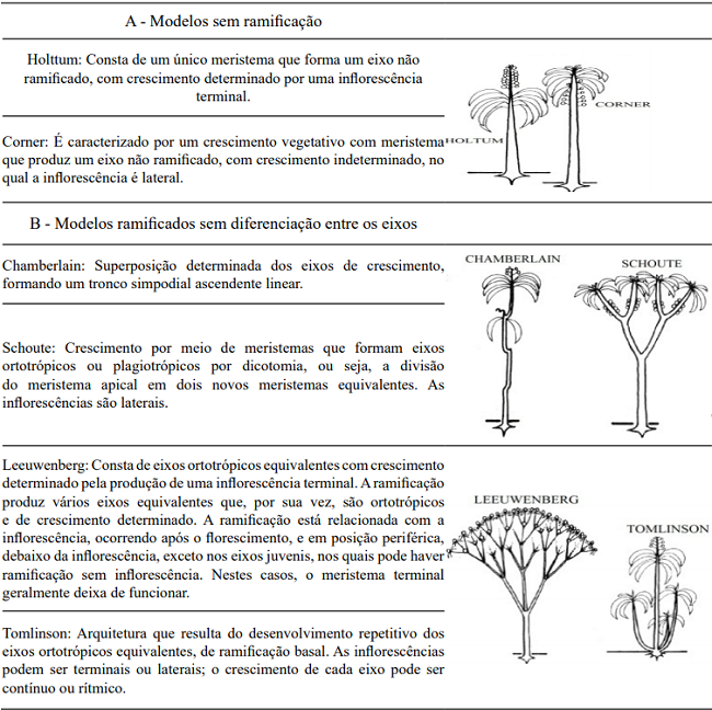 Criteria and traits that define architectural models. Architectural models agreed Hall&eacute;, Oldeman e Tomlinson (1978. A) Models without branching; B) Models with branching and without differentiating between the axes; C) Models with differentiating between the axes; D) Models with mixed axes, forming stem and branch (Illustration adapted - OLDEMAN, 1990; VESTER, 2002).