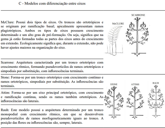 Criteria and traits that define architectural models. Architectural models agreed Hall&eacute;, Oldeman e Tomlinson (1978. A) Models without branching; B) Models with branching and without differentiating between the axes; C) Models with differentiating between the axes; D) Models with mixed axes, forming stem and branch (Illustration adapted - OLDEMAN, 1990; VESTER, 2002).