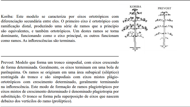 Criteria and traits that define architectural models. Architectural models agreed Hall&eacute;, Oldeman e Tomlinson (1978. A) Models without branching; B) Models with branching and without differentiating between the axes; C) Models with differentiating between the axes; D) Models with mixed axes, forming stem and branch (Illustration adapted - OLDEMAN, 1990; VESTER, 2002).