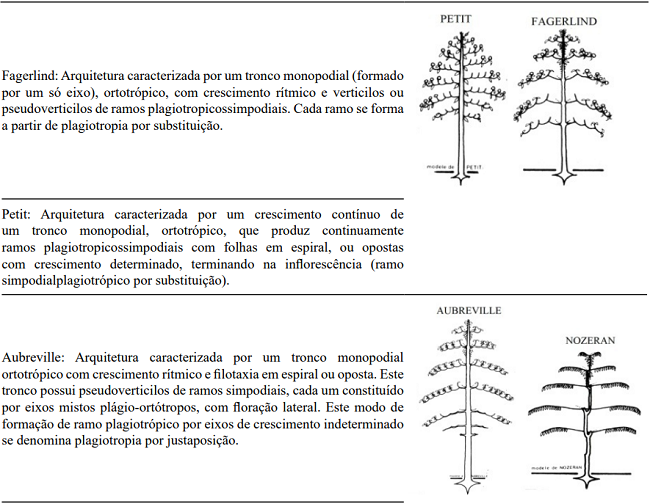 Criteria and traits that define architectural models. Architectural models agreed Hall&eacute;, Oldeman e Tomlinson (1978. A) Models without branching; B) Models with branching and without differentiating between the axes; C) Models with differentiating between the axes; D) Models with mixed axes, forming stem and branch (Illustration adapted - OLDEMAN, 1990; VESTER, 2002).