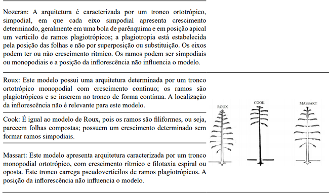 Criteria and traits that define architectural models. Architectural models agreed Hall&eacute;, Oldeman e Tomlinson (1978. A) Models without branching; B) Models with branching and without differentiating between the axes; C) Models with differentiating between the axes; D) Models with mixed axes, forming stem and branch (Illustration adapted - OLDEMAN, 1990; VESTER, 2002).