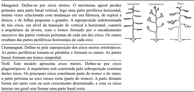 Criteria and traits that define architectural models. Architectural models agreed Hall&eacute;, Oldeman e Tomlinson (1978. A) Models without branching; B) Models with branching and without differentiating between the axes; C) Models with differentiating between the axes; D) Models with mixed axes, forming stem and branch (Illustration adapted - OLDEMAN, 1990; VESTER, 2002).