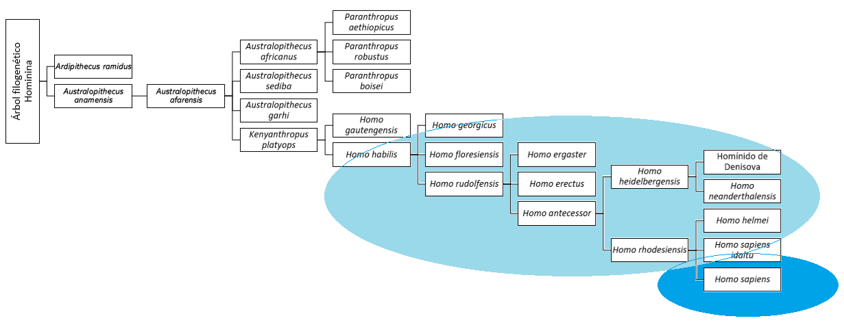 Árbol filogenético de los
Hominina