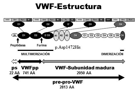 Figura 1. Estructura del VWF.