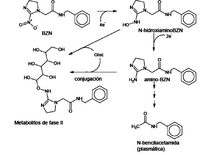 Esquema del flujo de reacciones de la reducci&oacute;n del BNZ para dar N-hidroxiamino-BNZ, amino-BNZ y la obtenci&oacute;n por clivaje de la N-bencilacetamida.