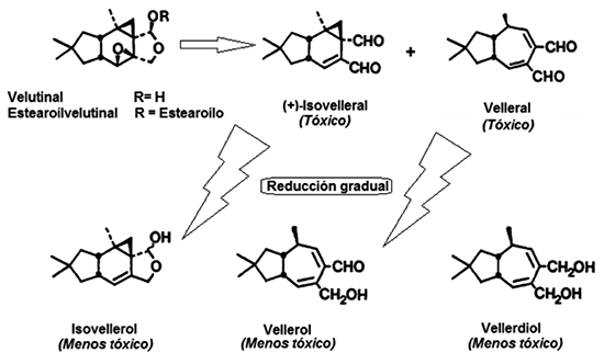 Estructuras químicas de estearoilvelutinal, velutinal, (+)-isovelleral, velleral, isovellerol, vellerol y vellerdiol