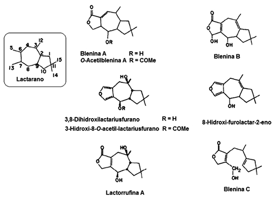 Estructuras químicas de blenina A y su derivado 8-O-acetilado, blenina B, 3,8-dihidroxilactariusfurano (o furandiol), 3-hidroxi-8-O-acetil-lactariusfurano, 8-hidroxifurolactar-2-eno, lactarorrufina A y blenina C