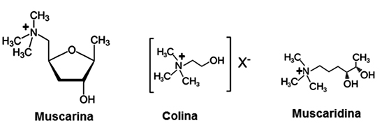Estructura química de muscarina, colina y muscaridina