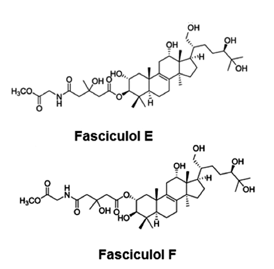 Estructuras químicas de fasciculol E y fasciculol F.