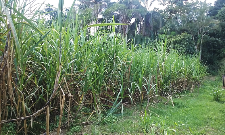 Figura 5 – Cultivo de cana-de-açúcar no município de Amarante,
estado do Piauí