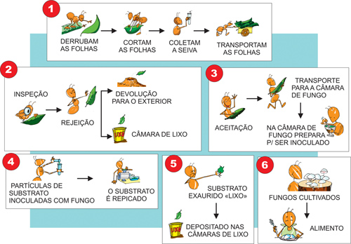 Figura 8 – Passo
a passo da alimentação das Saúvas