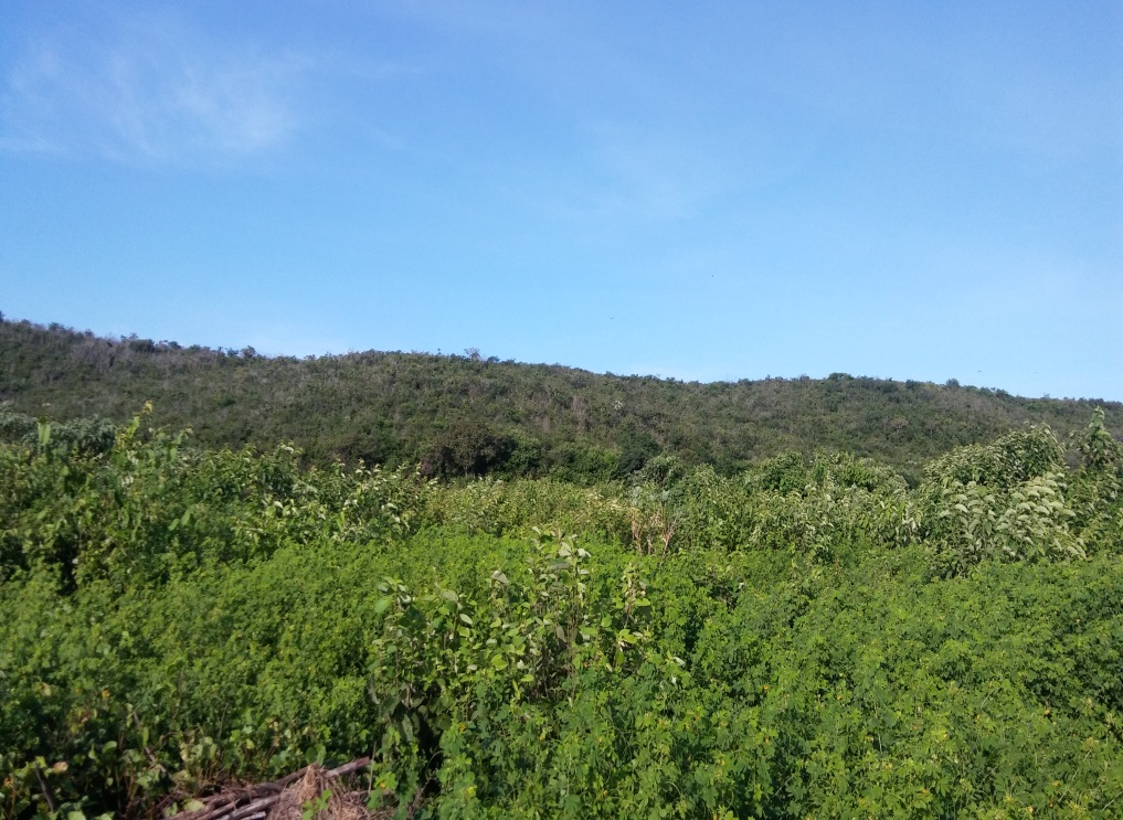 Figuras 8 –
Representação da feição: Agrupamento de mesas e a presença da vegetação
arbustiva densa nessa feição
