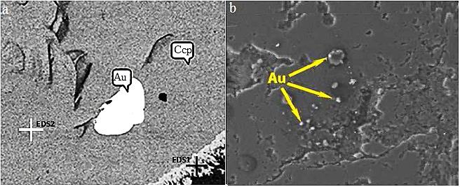 Figure 9 - (a, b) Shiny appearances of gold particles (Au=gold, Ccp=chalcopyrite, scale bar = 10 &micro;m)