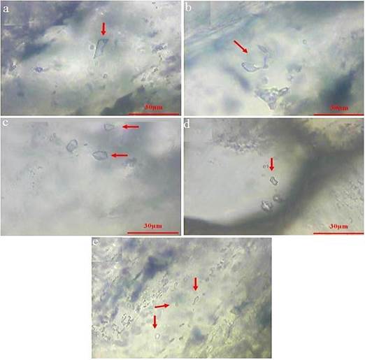Figure 11 - Photomicrographs of fluid inclusions from mineralized quartz veins in the Ramand area, (a) two-phase LV inclusions (liquid + vapor), (b) necking-down phenomenon, (c) two-phase inclusions rich in liquid, and (d, e) monophase inclusions rich in liquid.