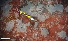 Figure 4 - The higher values of iron oxides have led to a red matrix (probably due to the presence of jasperoid) (Py: Pyrite, scale: 2 mm)