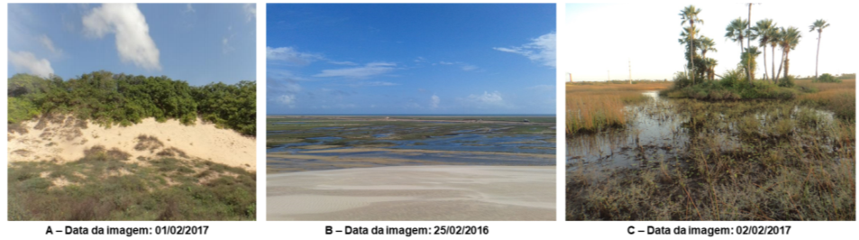 Figura 5 - Pontos representativos da paisagem do Delta do Parna&iacute;ba (A: Indiv&iacute;duos de A. occidentale observados na &aacute;rea de estudo; B e C:campos inundados).
