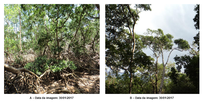Figura 7 - Indiv&iacute;duos de R. mangle observados na &aacute;rea de estudo