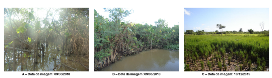Figura 8 - Pontos representativos da classe vegeta&ccedil;&atilde;o paludosa (A e B: vegeta&ccedil;&atilde;o rip&aacute;ria; C: Cultivo de arroz na margem do Rio Parna&iacute;ba, &aacute;rea de vegeta&ccedil;&atilde;o paludosa)