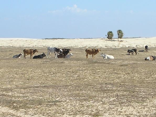 Figura 9 - Uso da plan&iacute;cie e&oacute;lica para cria&ccedil;&atilde;o de pecu&aacute;ria extensiva