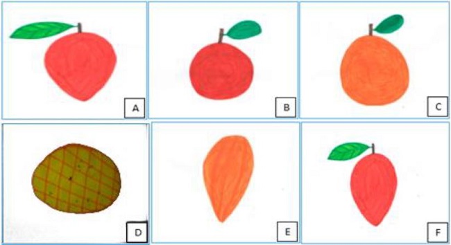 Ilustrações de algumas frutas catalogadas