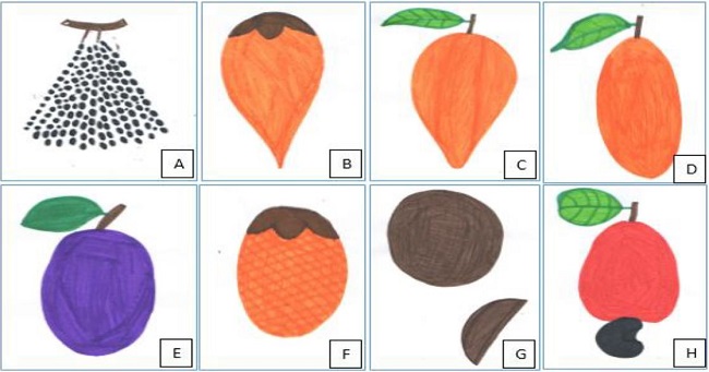 Ilustrações das últimas frutas catalogadas