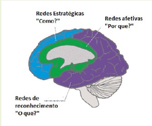 Localiza&ccedil;&atilde;o das redes de aprendizagem no c&eacute;rebro