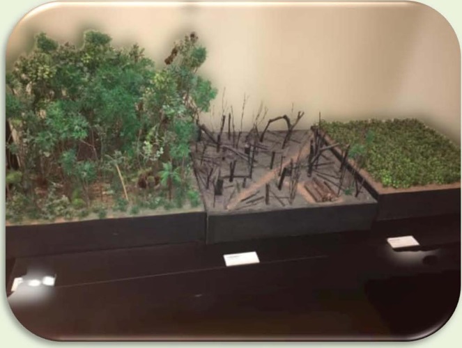 Maquete da din&acirc;mica do estabelecimento de uma monocultura